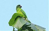 Black-billed Parrotborder=